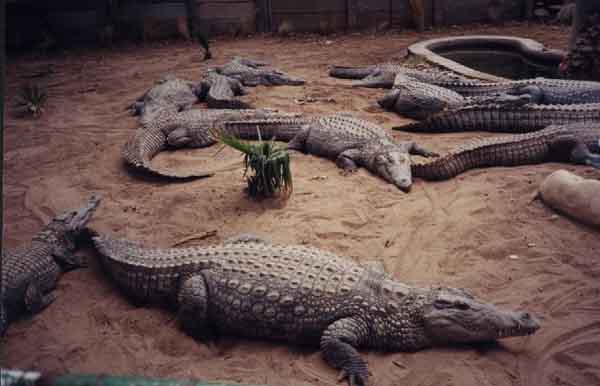 Crocodiles